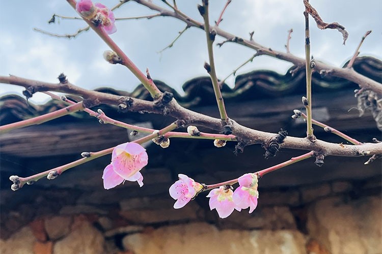 Çanakkale'de şeftali ve erik ağacı çiçek açtı