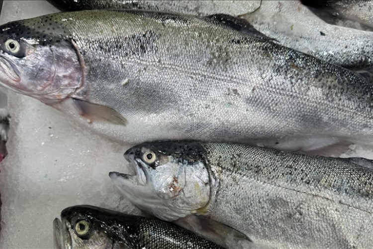 Sinop'ta tonlarca Türk somonu