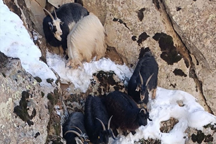 Hakkari'de kayalıklarda mahsur kalan keçiler kurtarıldı