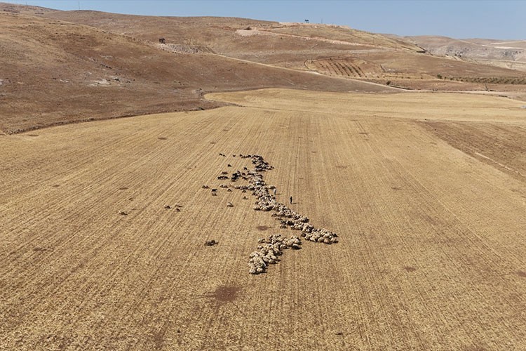 Buğday ve arpa tarlaları hayvanlar için otlanma alanına dönüşüyor