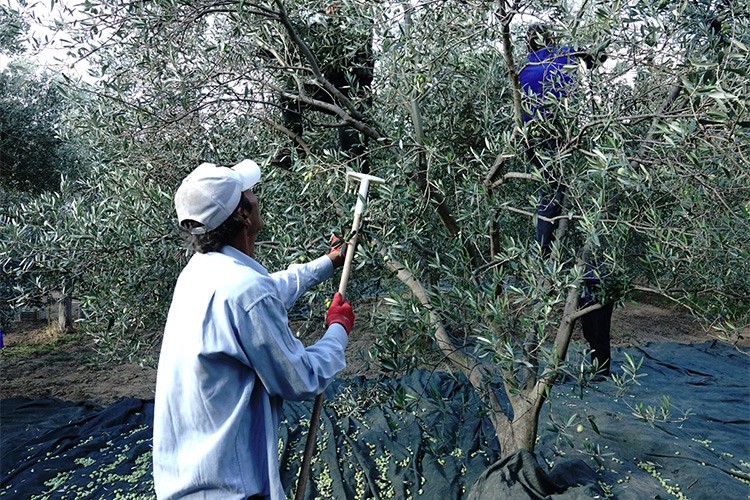 Edremit Körfezi'ndeki zeytin üreticileri hasada buruk başladı