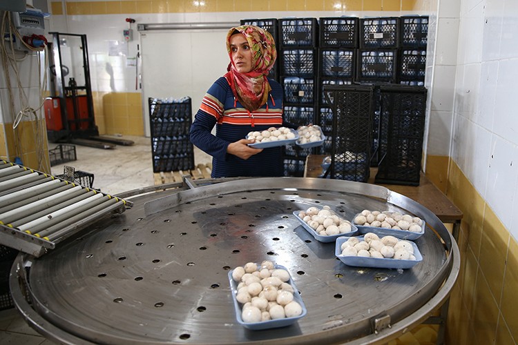 Evde üretip ihraç ediyorlar