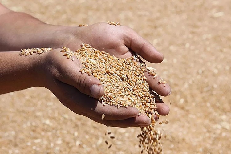 Hububat ihracatı 6,8 milyar dolar oldu