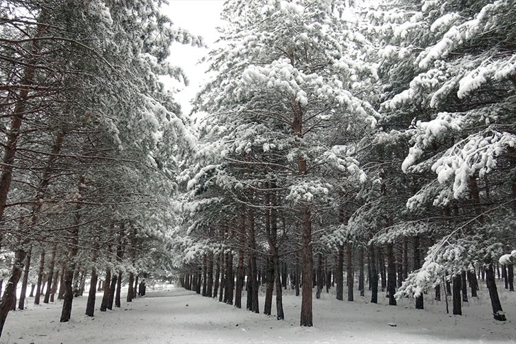 Sarıkamış'ta sarıçam ormanları beyaza büründü