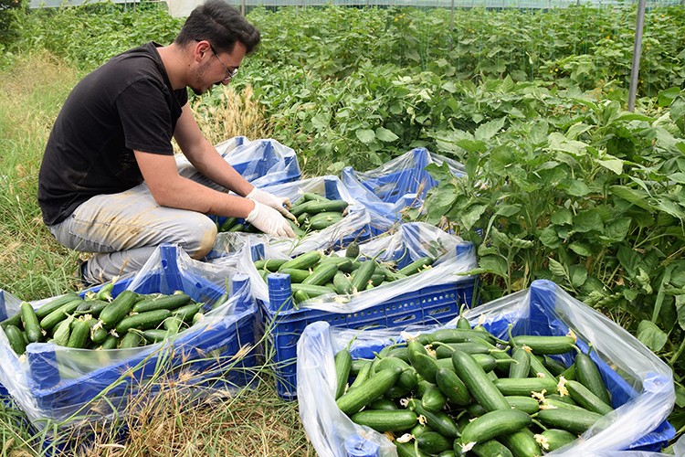Seralarda salatalık hasadı başladı