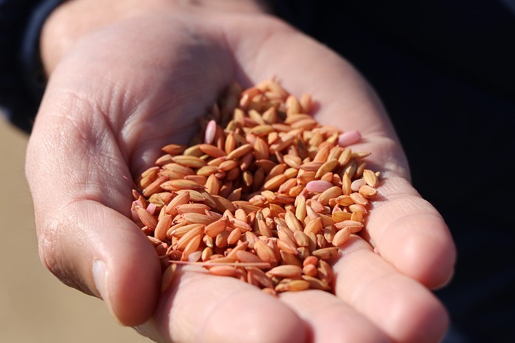 Çeltik toprakla buluştu