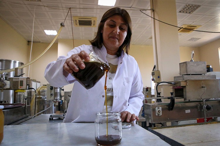 Hatay'da maydanoz balının artırılması hedefleniyor