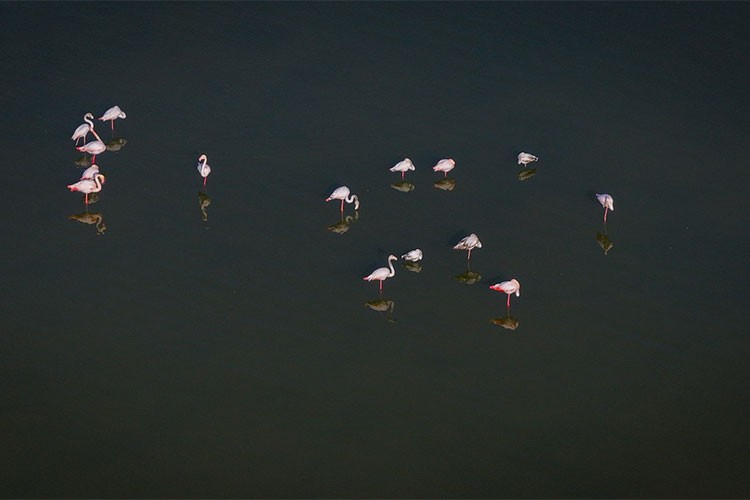 Doğu Akdeniz'deki lagünler göçmen kuşlara mola noktası oluyor