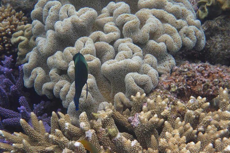 Dünya'nın denizaltı cennetleri