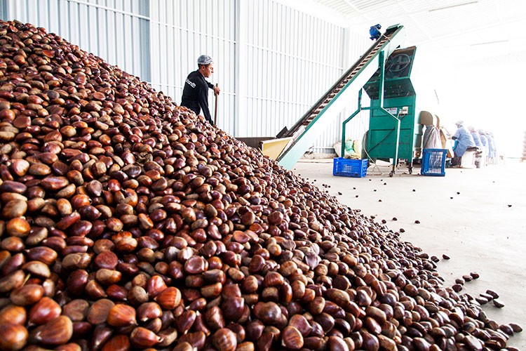 Türk kestanesini en çok İtalyanlar sevdi