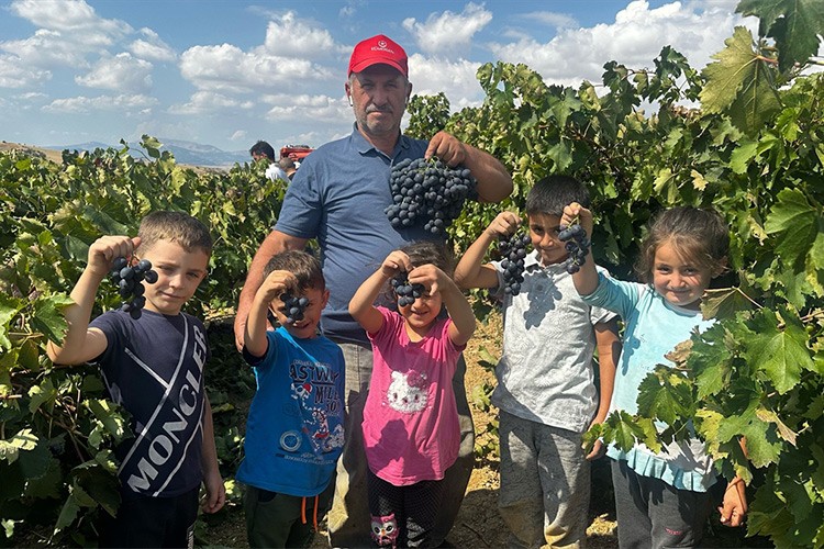 Üzüm bağları köy yaşantısını canlandırdı