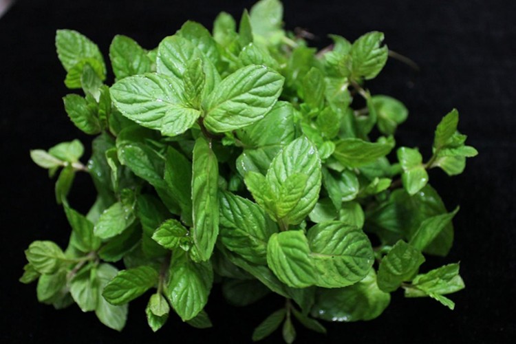 Mentolün Alzheimer hastalarına faydaları keşfedildi