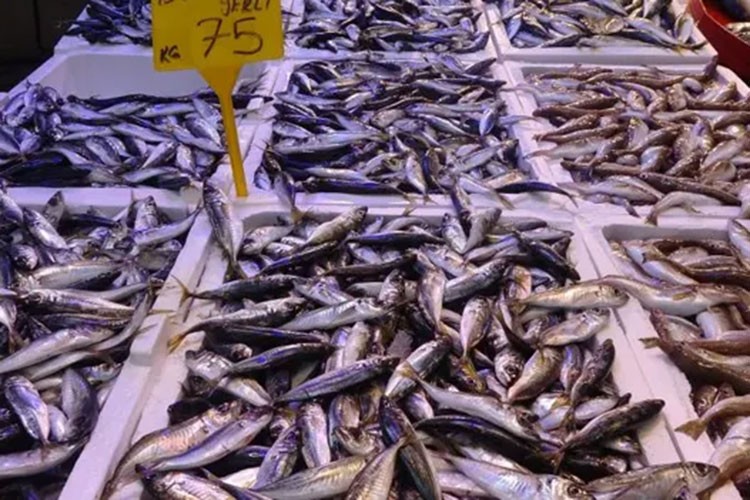 Balık stoklarının korunması için boy sınırı önerisi