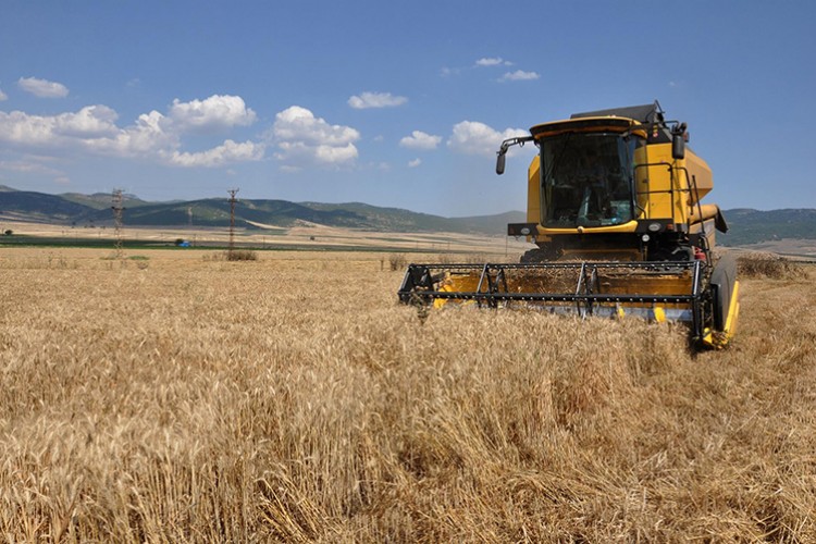 "Derviş pirinci" sevindirdi