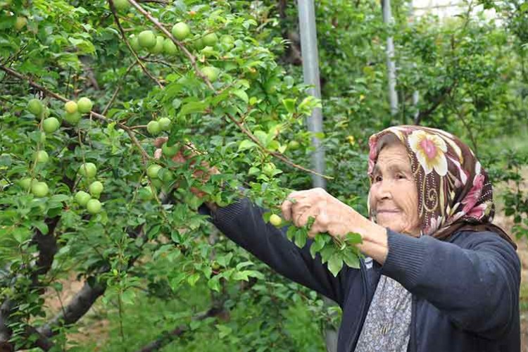 Mersin'de örtü altında erik hasadı devam ediyor