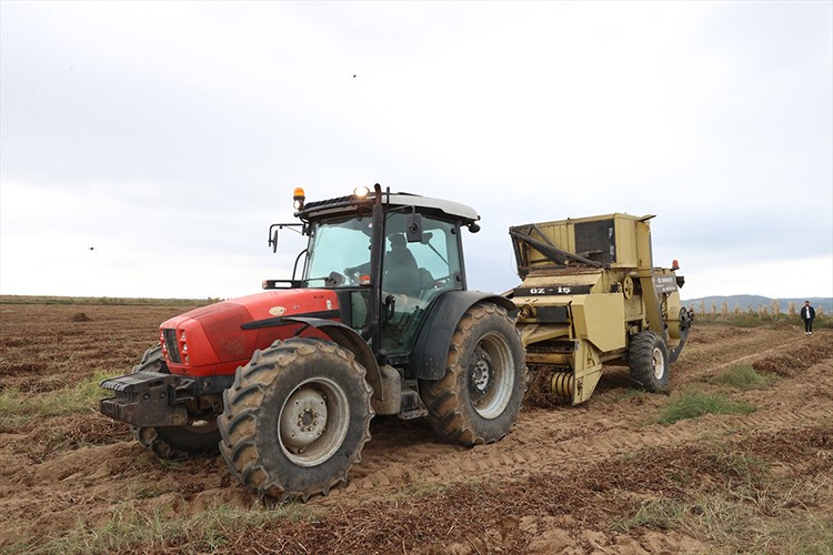 Edirne'de düzenlenen fıstık festivalinde "en güzel fıstık" seçildi