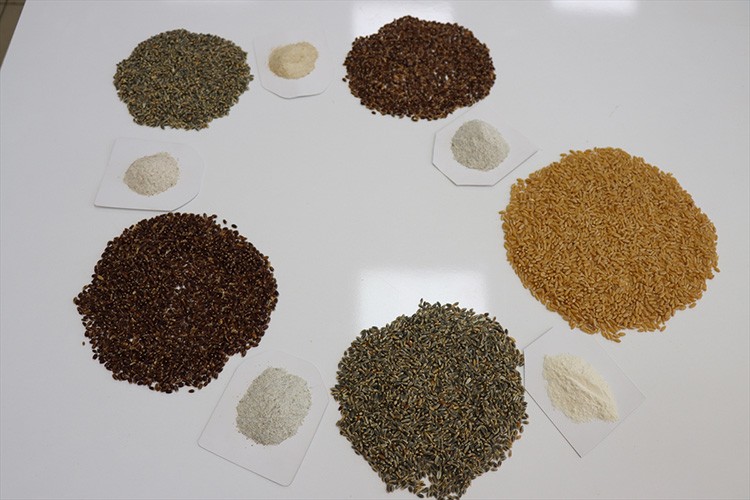 Mor, mavi ve siyah buğday çeşitleri geliştirildi