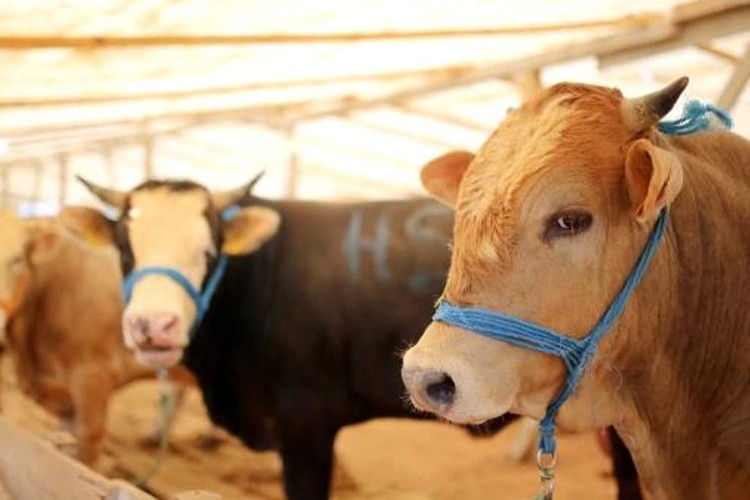 'TÜRKVET'e kayıtlı hayvanları seçin!'