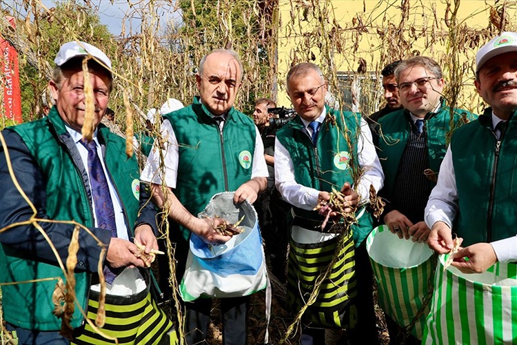 Ordu'da tescilli Akkuş şeker fasulyesinin hasadına başlandı