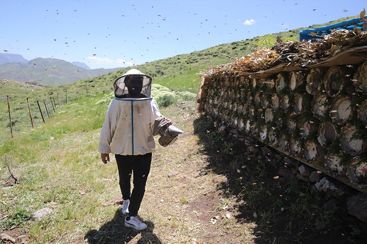 Pervari'nin tescilli balı için yayla mesaisi