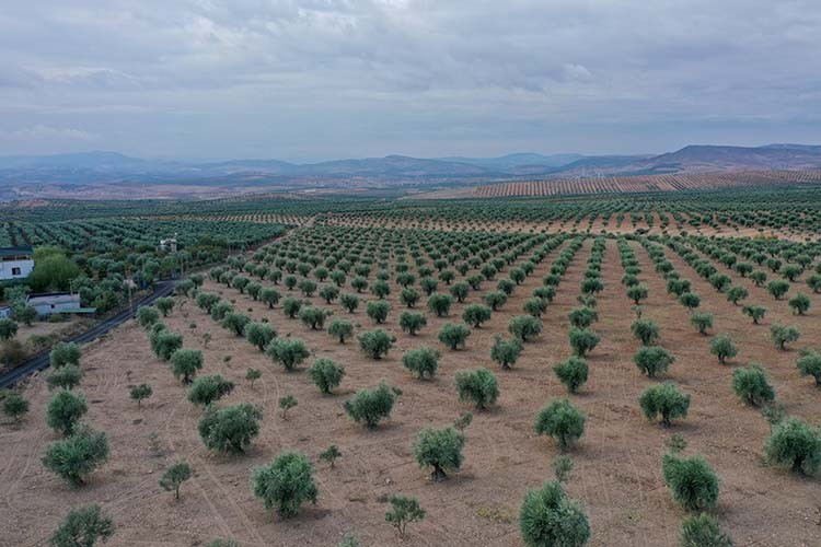 Kilis zeytininde verim ve fiyat arttı