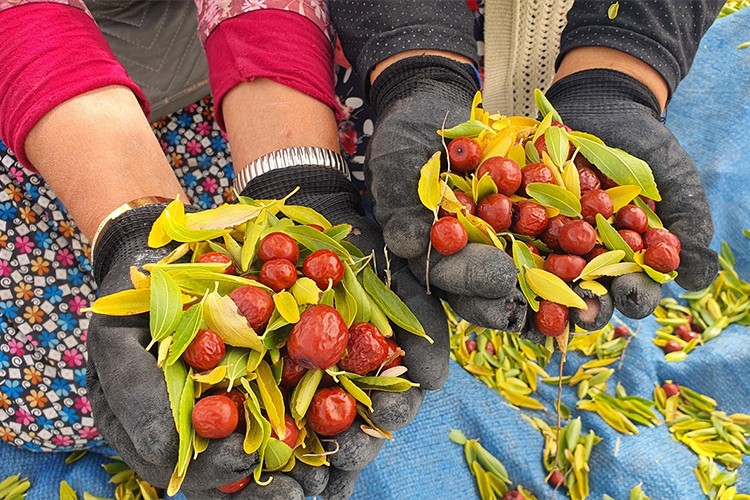 Manisa'da hünnabın hasadına başlandı