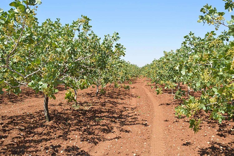 Fıstık dikim alanı 6 yılda 75 binden 154 bin dönüme yükseldi