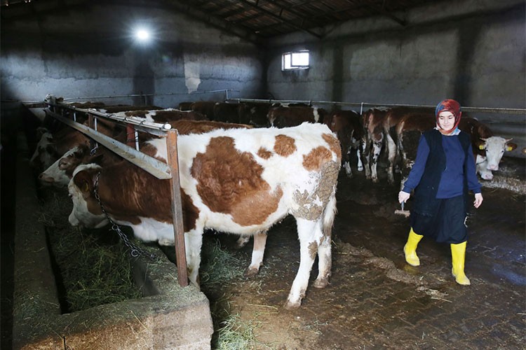 Büyükbaş hayvan sayısını 2 yılda 6'ya katladı