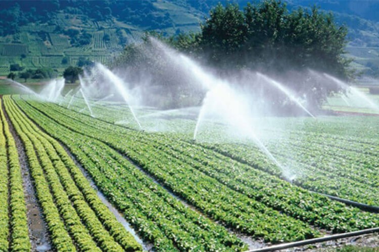 Tarımda su tasarrufu verimli sulamayla artacak