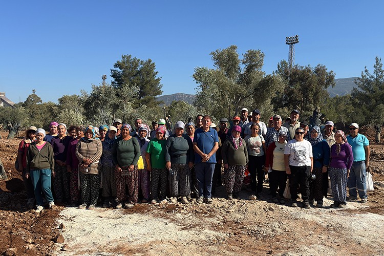 Bölge halkı taşınan zeytinleri yerinde gördü