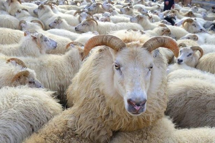 Bayramda 3 milyonun üzerinde küçükbaş kurbanlık satıldı