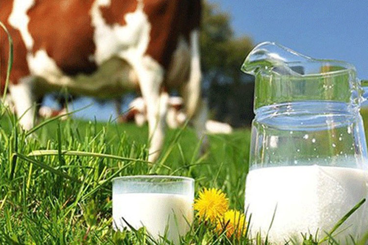 Türkiye'de 2024'te 22,5 milyon ton çiğ süt üretildi