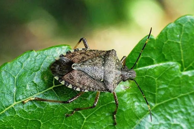 KFMİB'den kahverengi kokarcayla mücadele çalışmalarına destek