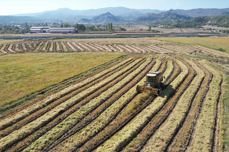Çorum'un Osmancık ilçesinde çeltik hasadı başladı