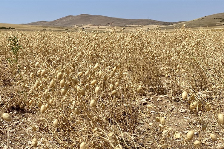 Nadasa bırakılacak alanlara nohut ekiliyor