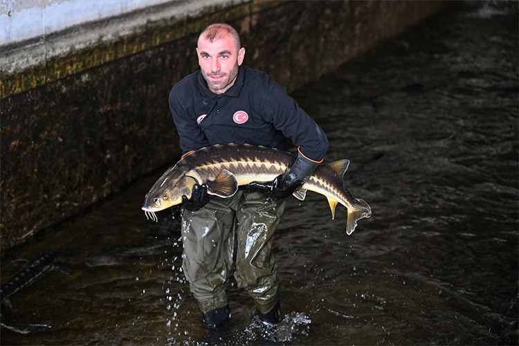 "Türk havyarı" da dünya piyasasında olacak