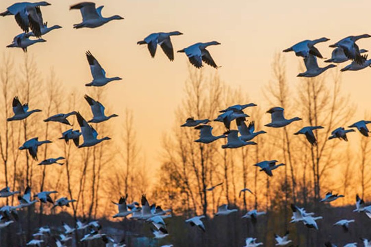 İklim şartları bazı hayvan neslini tehlikeye atabilir