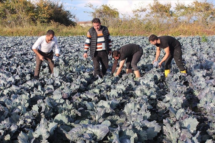 Bafra Ovası'nda lahana hasadında sona yaklaşıldı