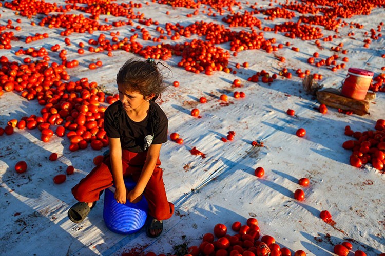 Kurutulmuş domatesten 95 milyon dolar kazandık