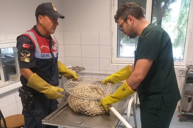 Yaralı bulunan bal porsuğu tedaviye alındı