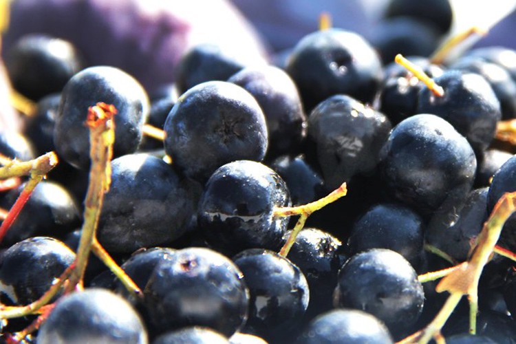 3. Aronya Hasat Şenliği