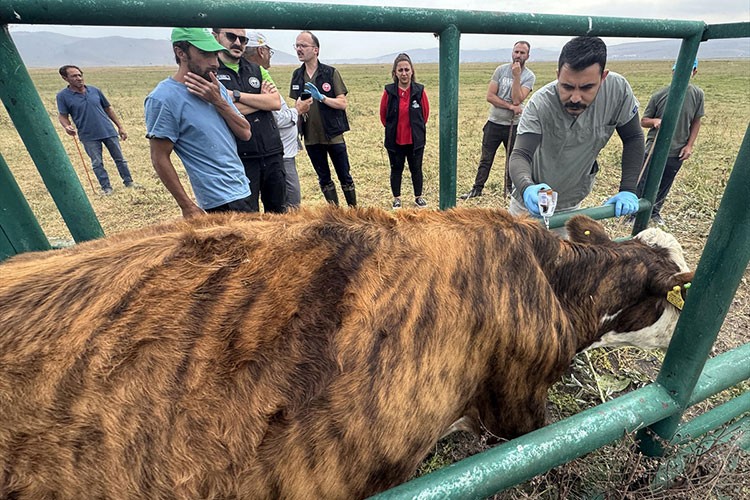 Büyükbaş hayvanın yüzde 70'ine şap aşısı yapıldı