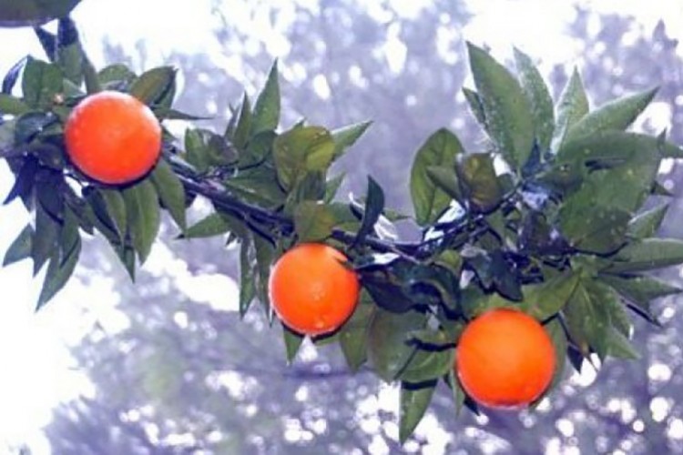 Portakal satış ihalesi