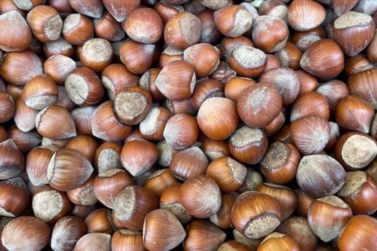 Türkiye 9 aylık fındık ihracatından 1,8 milyar doları aşkın kazanç sağladı