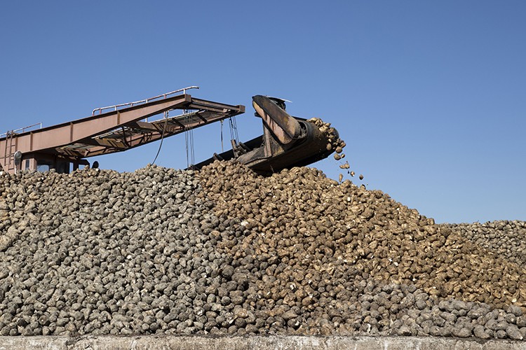 Şeker üretimi ülke ihtiyacını karşılayacak seviyede