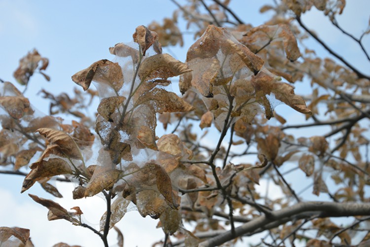 Fındığın düşmanı atakta