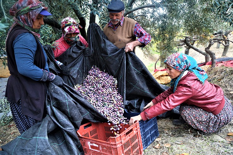 Hedef 200 bin ton zeytin