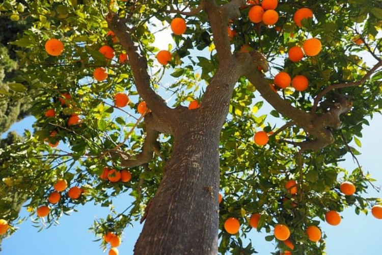 Turunçgil ihracatı yüzde 12 arttı