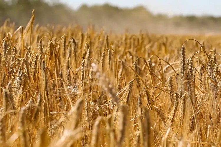 Buğday fiyatları Türkiye'yi nasıl etkileyecek?