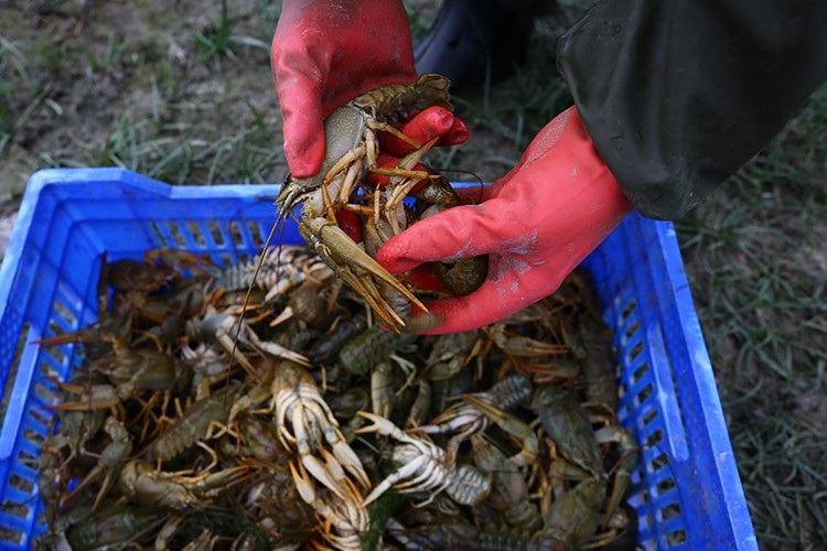 Geçim kaynakları oldu...